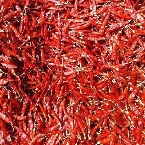 SUPER-10 / S-334 chilli